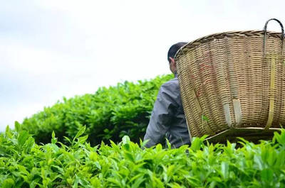 辟謠！別再給茶葉農殘問題交“智商稅”了